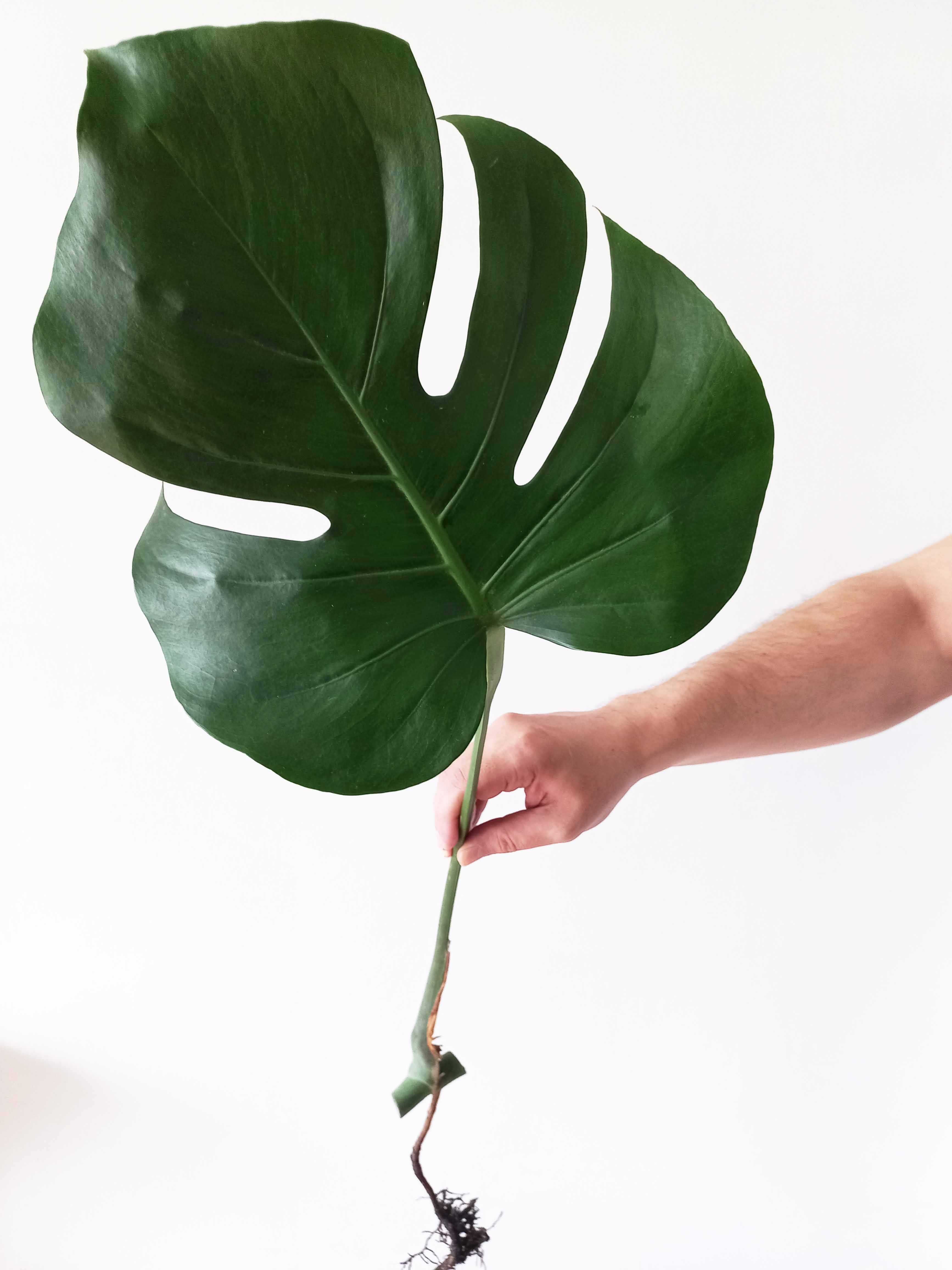 Monstera deliciosa – sadzonki z ogromnymi liśćmi.