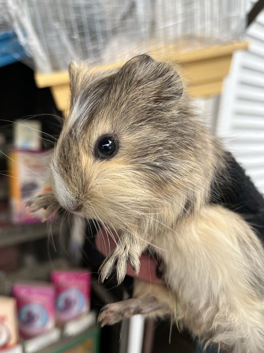 Морські свинки різного віку