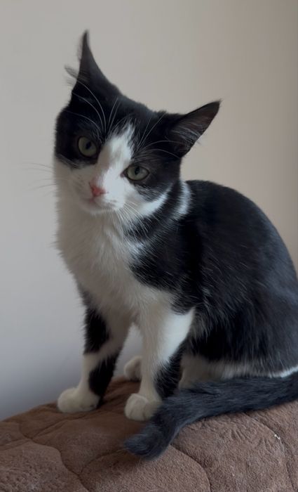 Вакциноване кошеня в пошуках дому