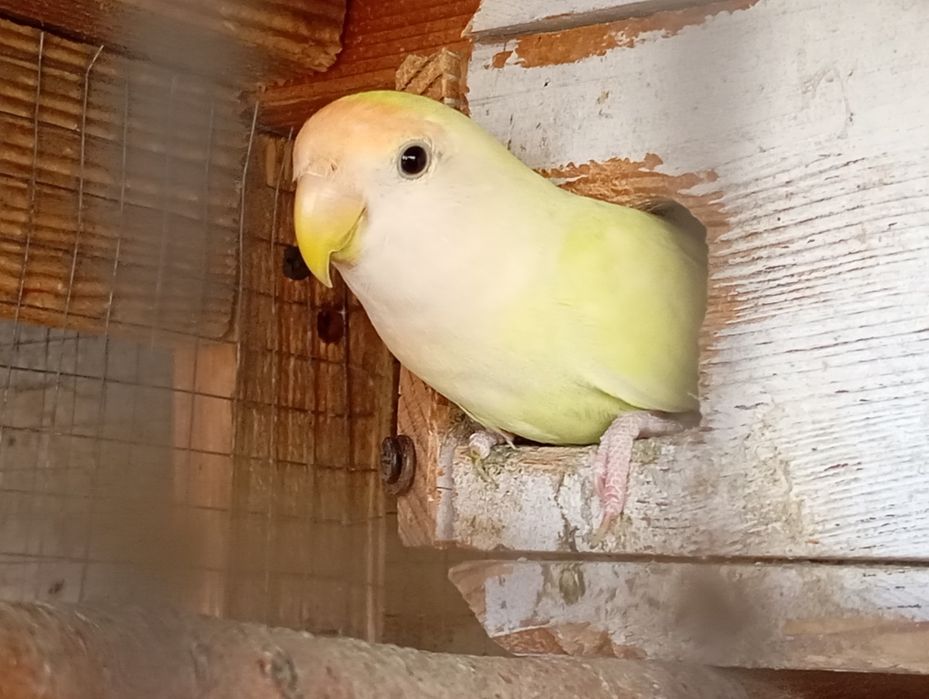 Sprzedam parkę papug nierozłączkek