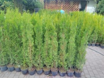 WYPRZEDAZ Tuja szmaragd Thuja Smaragd 90-100 cm w donicy PODLASKIE