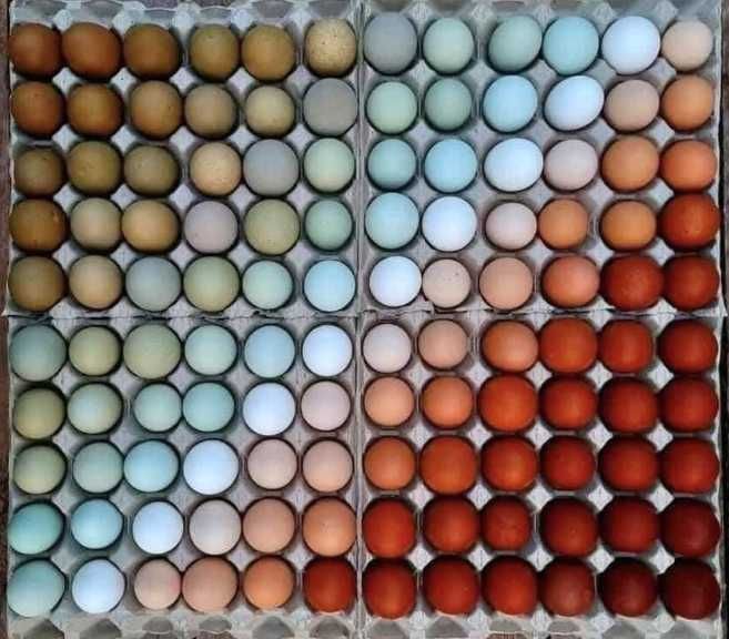 Kurczaki pisklęta  nioski mięsne Leghorn, Sussex, Rosa