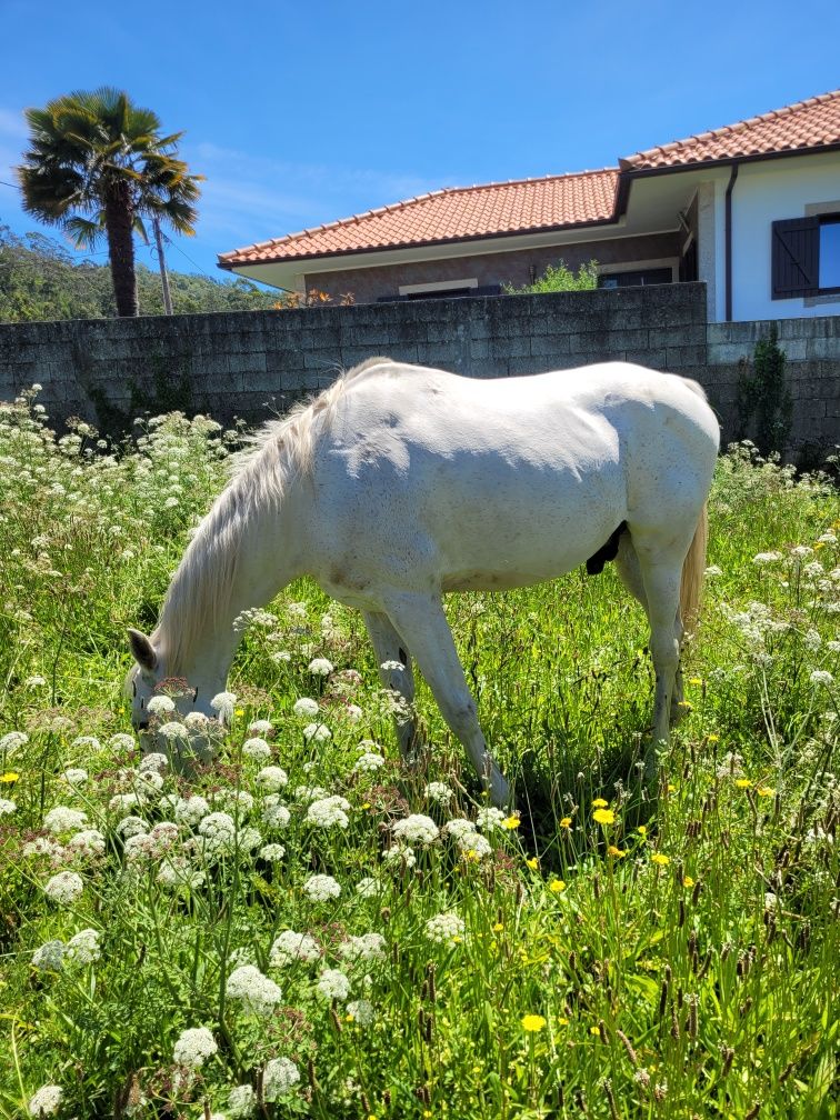 Cavalo psa castrado