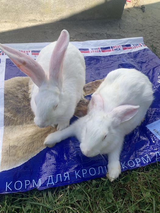 Кролики термонці , 2 місяці