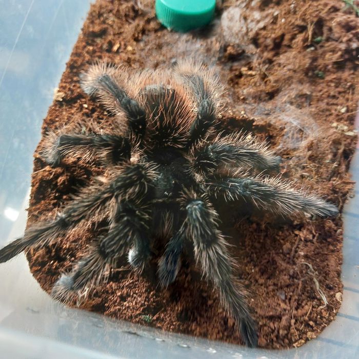 Dorosły samiec lasiodora parahybana