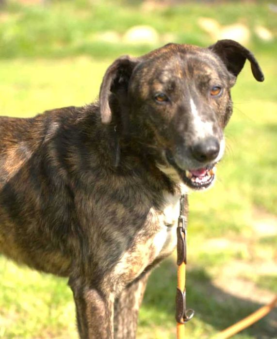 Cudny, piękny, grzeczny, przekochany piesek prosi o dom