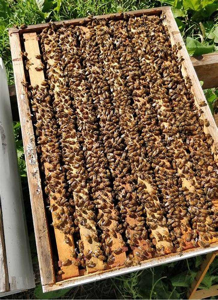 Пчелопакеты, бджолопакет, бджолосім'ї, бджоли на продаж.