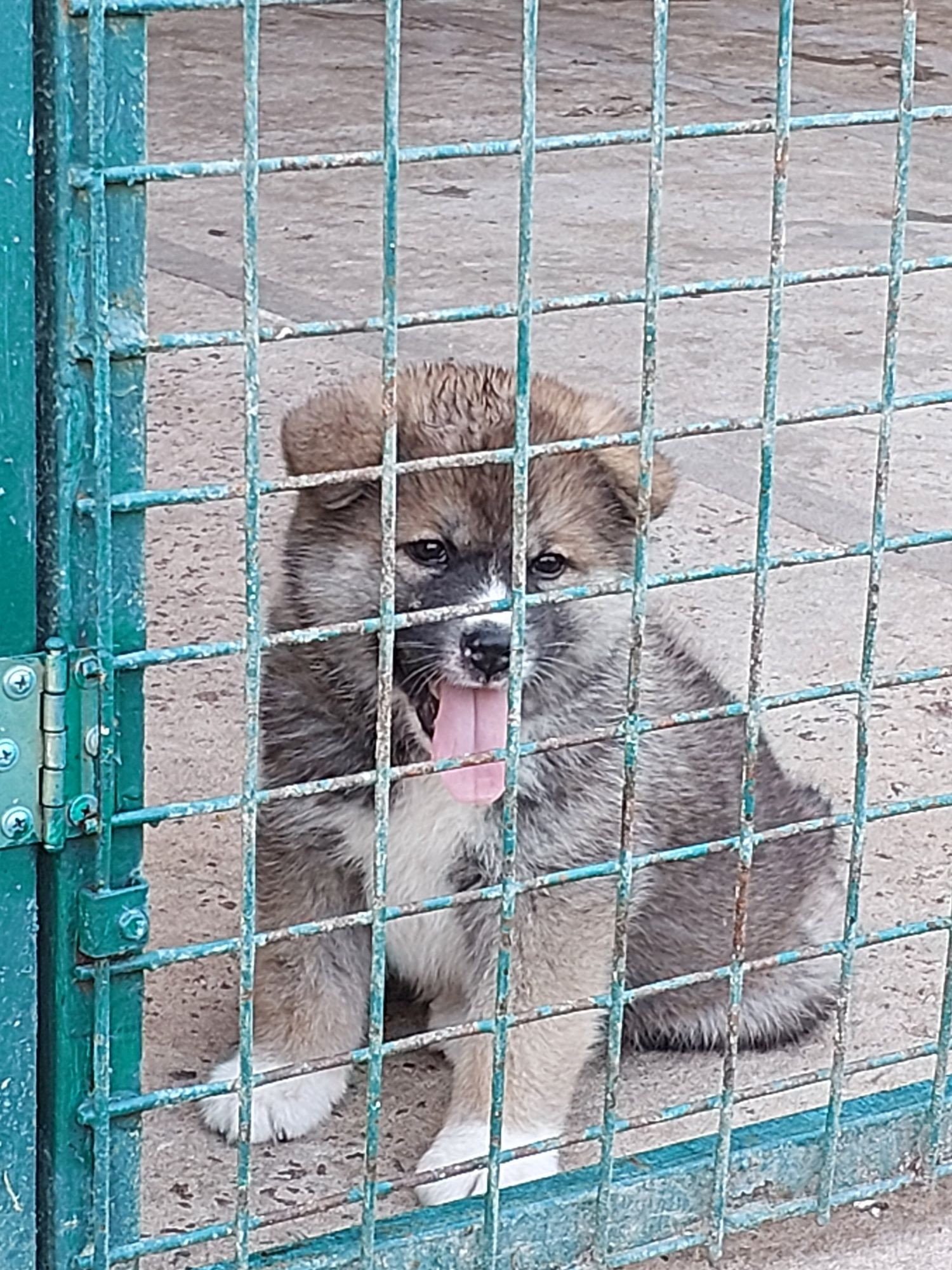 Акіта іну,японська акіта