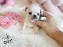***chihuahua *** chlopiec bialy PRZEPIEKNY