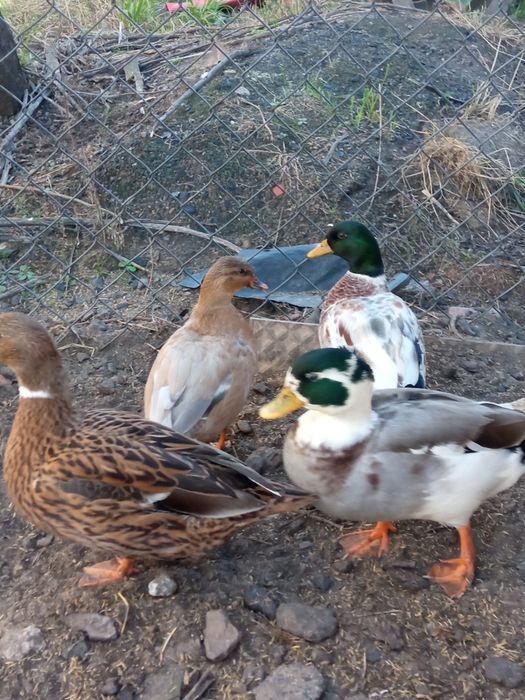 Sprzedam kaczki call duck z 2025.