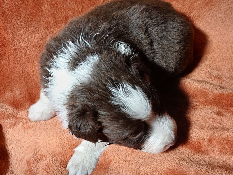 Border collie, szczeniak, suczka brązowo-biały