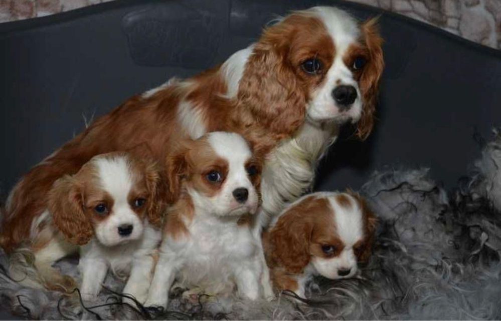 Cavalier King Charles Spaniel - urocza suczka