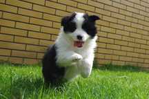 Border Collie - FCI/ZKwP piesek po Championach
