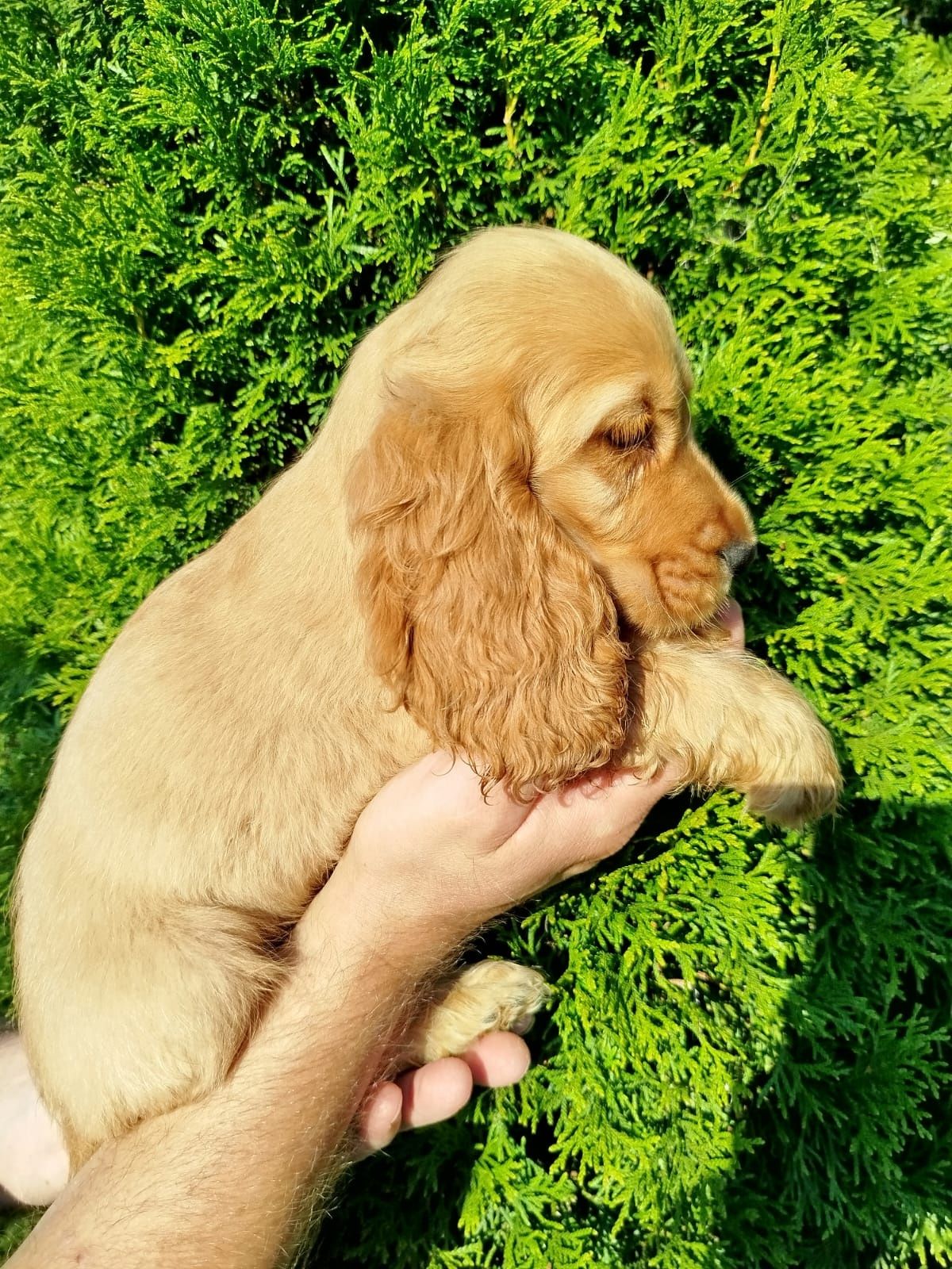 Piekny Cocer Spaniel z rodowodem
