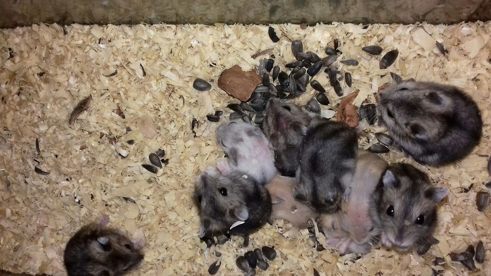 Карликовые цветные хомячки