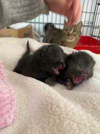 Kociaki do adopcji kocurki bure i czarne