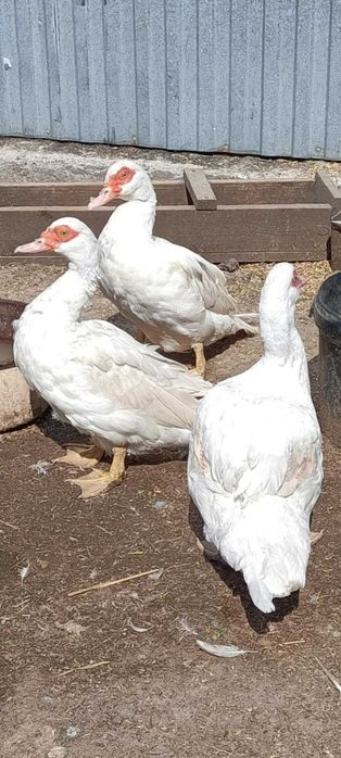 Sprzedam kaczki francuskie w różnym wieku