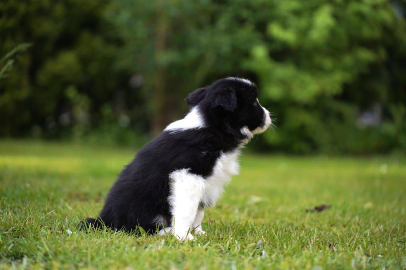 Szczenię Border Collie