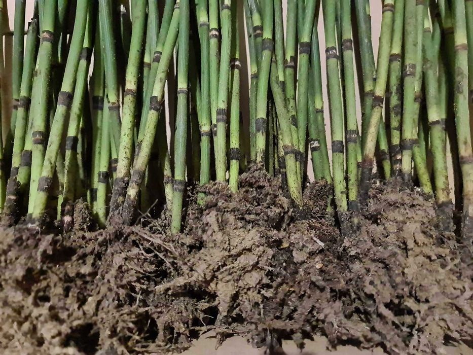 Skrzyp zimowy bambusowy zimozielony HIT sezonu 100 sadzonek !!!