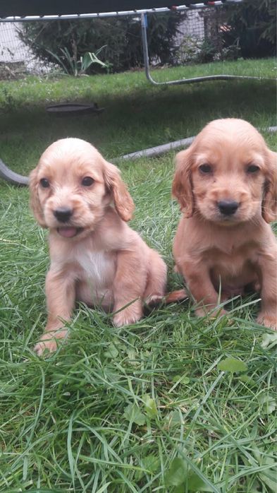 Piesek Cocker Spaniel