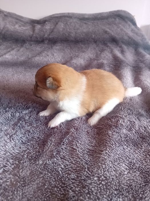 Spitz alemão anão macho