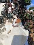 Jack Russell Terrier ZkwP FCI