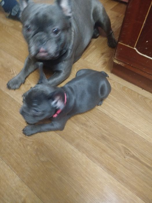 Французький бульдог Житомир