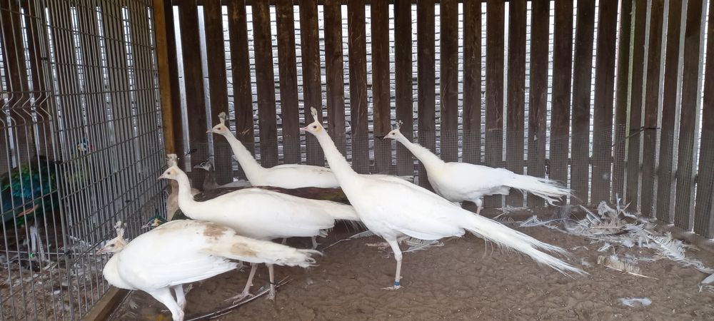 Paw pawie biale,biale szmaragdy samce z 2024r