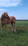 Ogier AQH American Quarter Horse