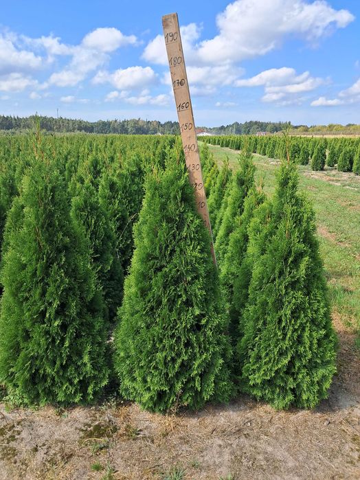Tuja Szmaragd 140cm GAT 1, Bardzo gęste, Gwarancja, Doradztwo, Dowóz