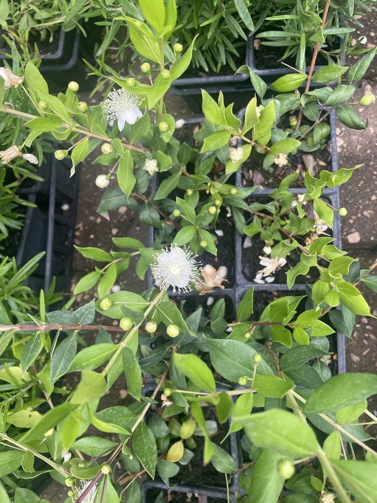 Myrtus communis