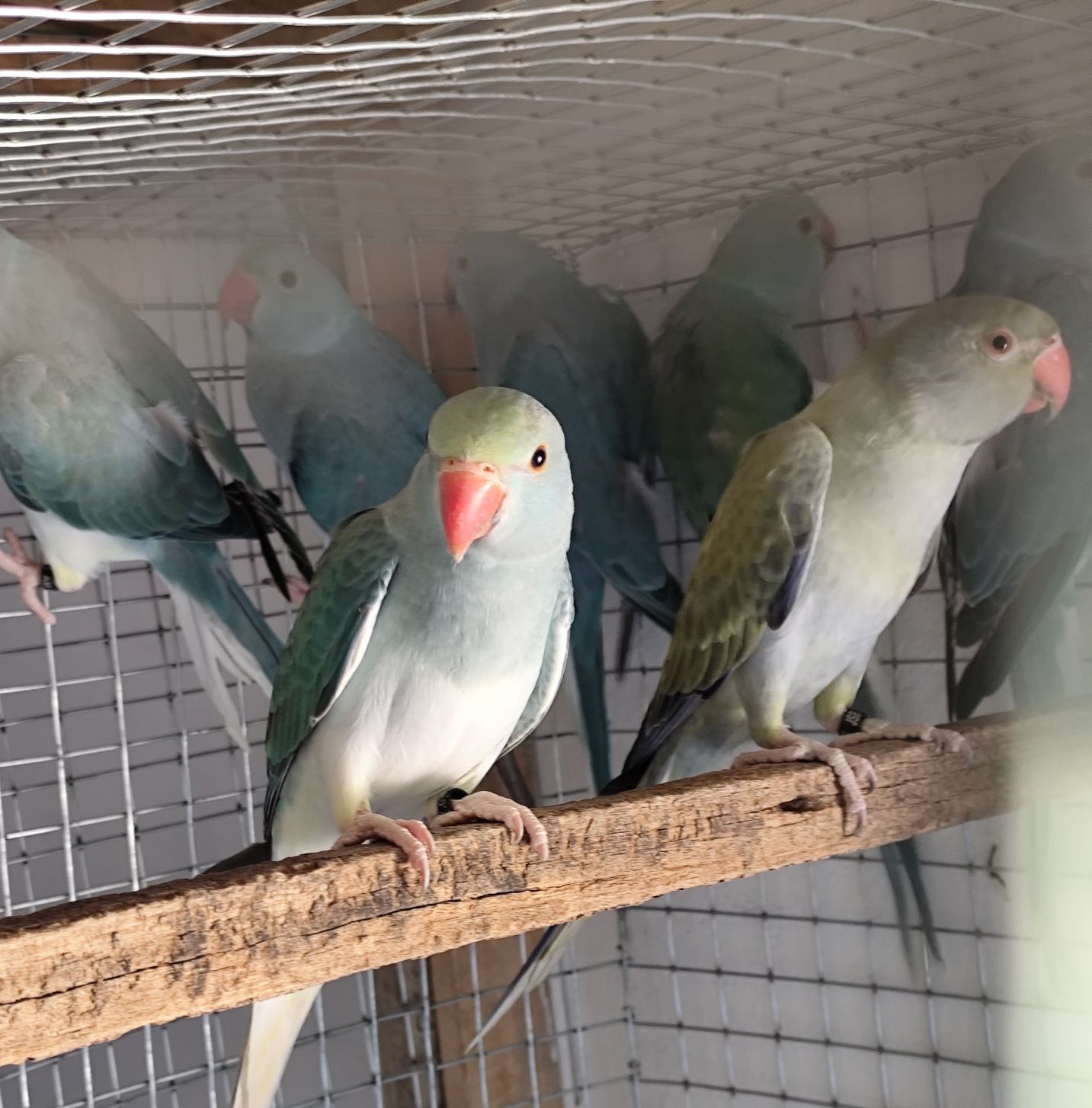 Ring necks opalinos, cc e outros