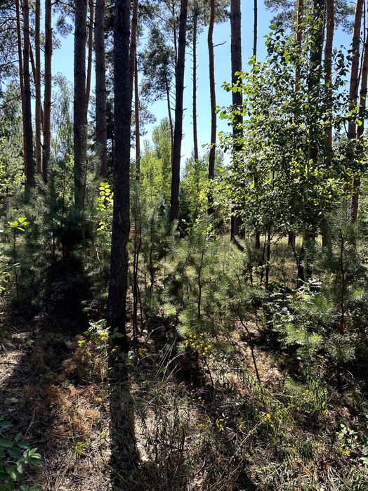 Земельна ділянка, житлова забудова село Пряжів
