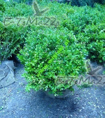 ! Bukszpan-Sadzonki Ok +- 50cm wysokość DUŻA ILOŚĆ SZTUK !