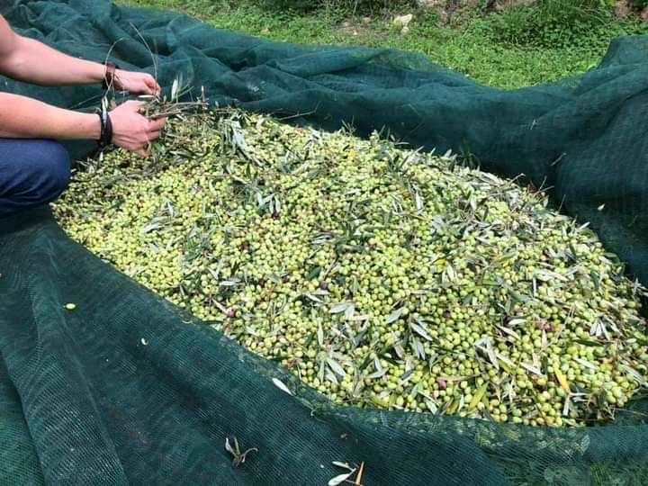 Oliwa z iliwek extra virgin Koroneika