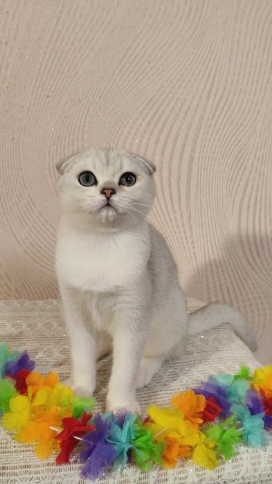 Шотландский мальчик, серебристая шиншилла