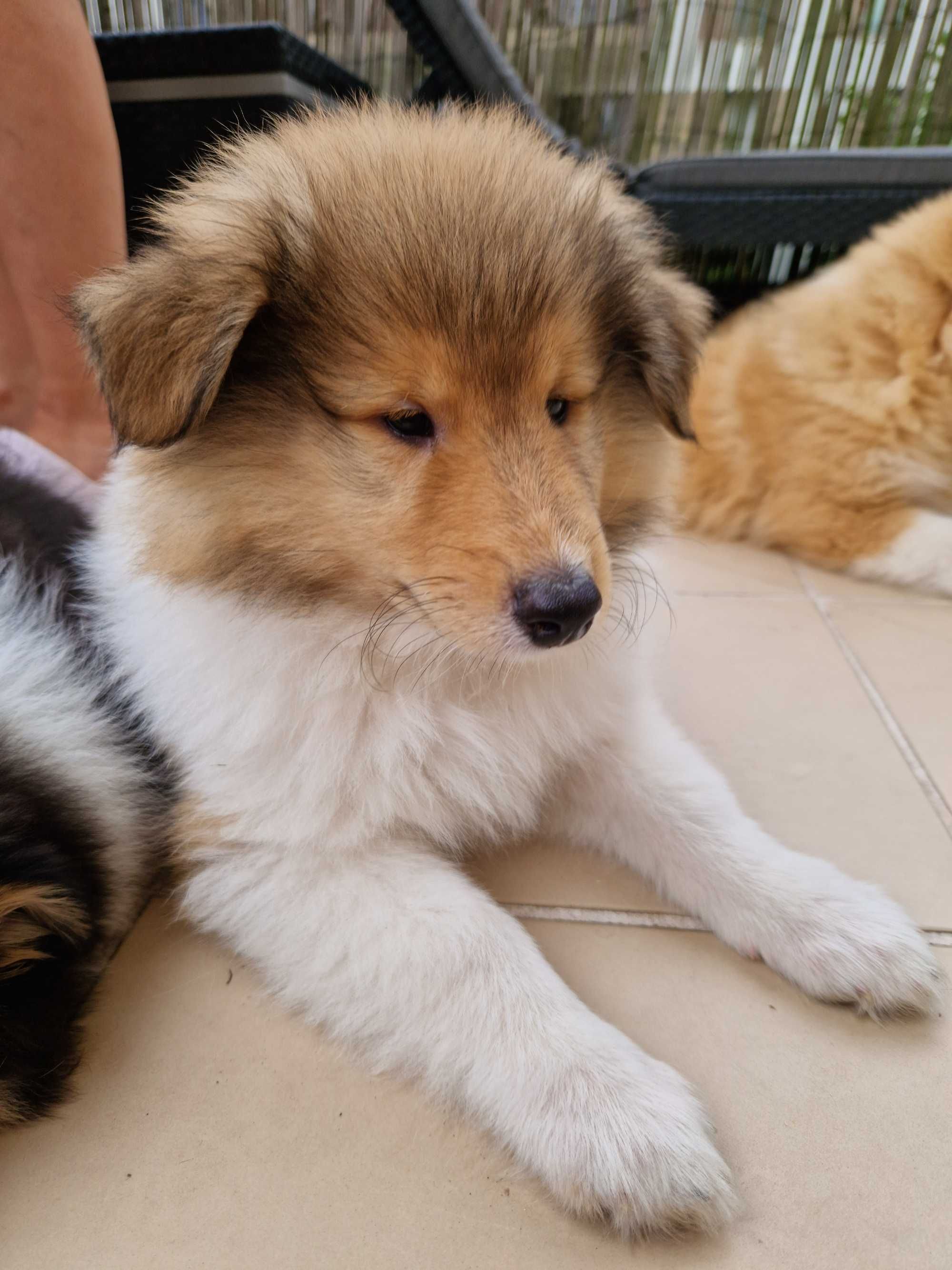 Owczarek szkocki collie długowłosy – piesek z badaniami po Championach