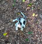 Oddam psa w typie Jack Russel Terier