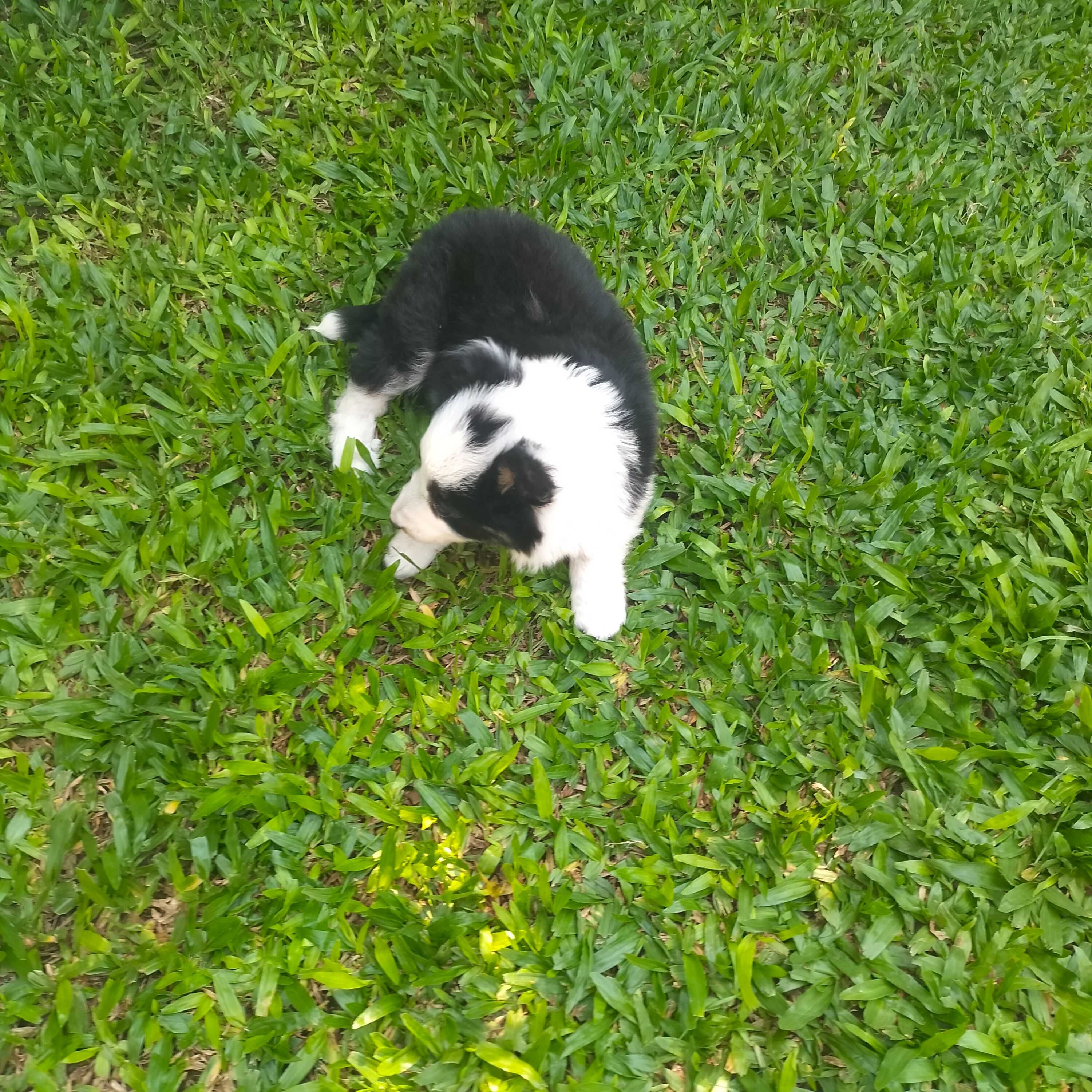 Border collie tricolor fêmea