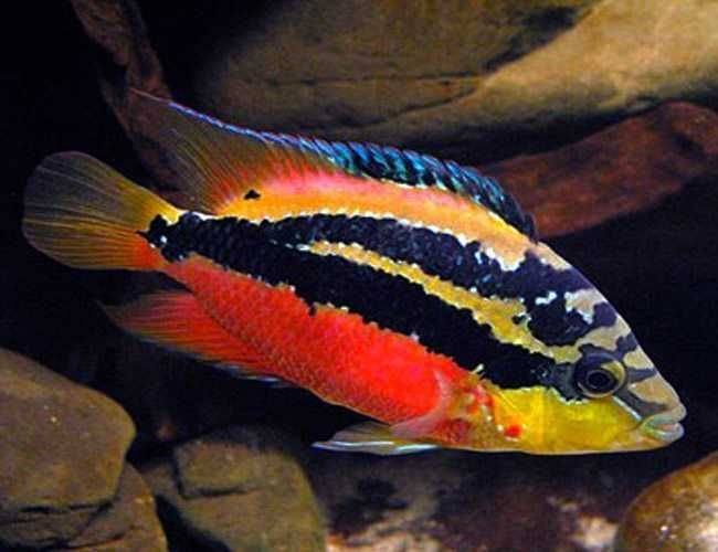 Pielęgnica diamentowa - Trichromis salvini - dowozimy, wysyłamy