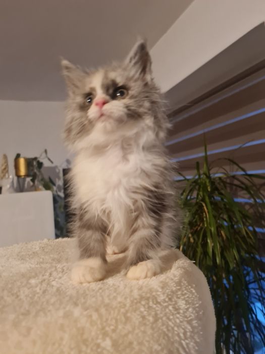 Maine coon kotka szyrkletka dymna z bielą