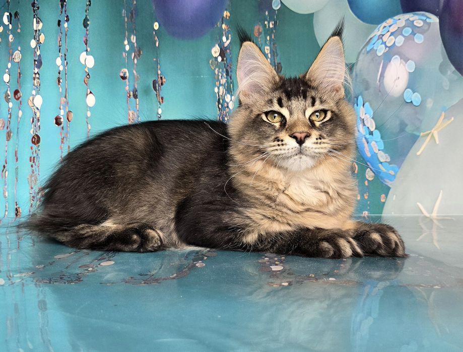 Котёнок мейн-куна девочка и мальчик