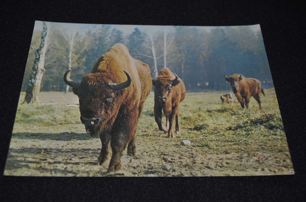 Białowieski Park Narodowy - pocztówka - żubry