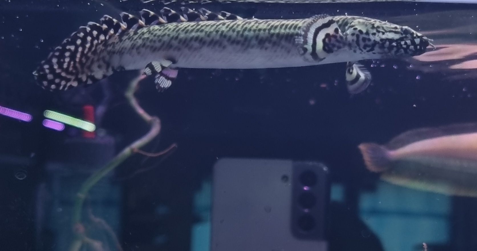Polypterus ornatipinnis (wielopłetwiec ozdobny)