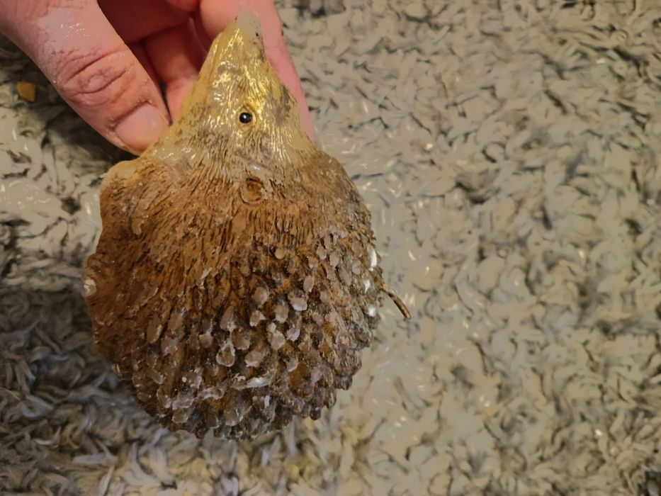 Świeczka jeżyk, nieużywana