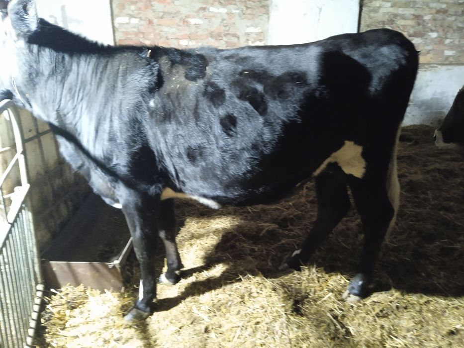 Продам Нетель голштина 5 мес берем