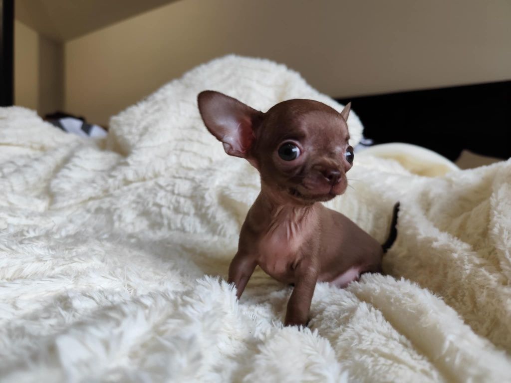 Mini Czekoladowa  dziewczynka chihuahua