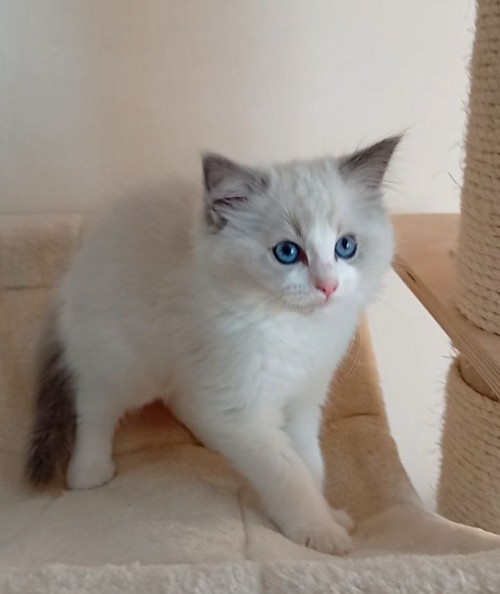 Ragdoll kociak FPL