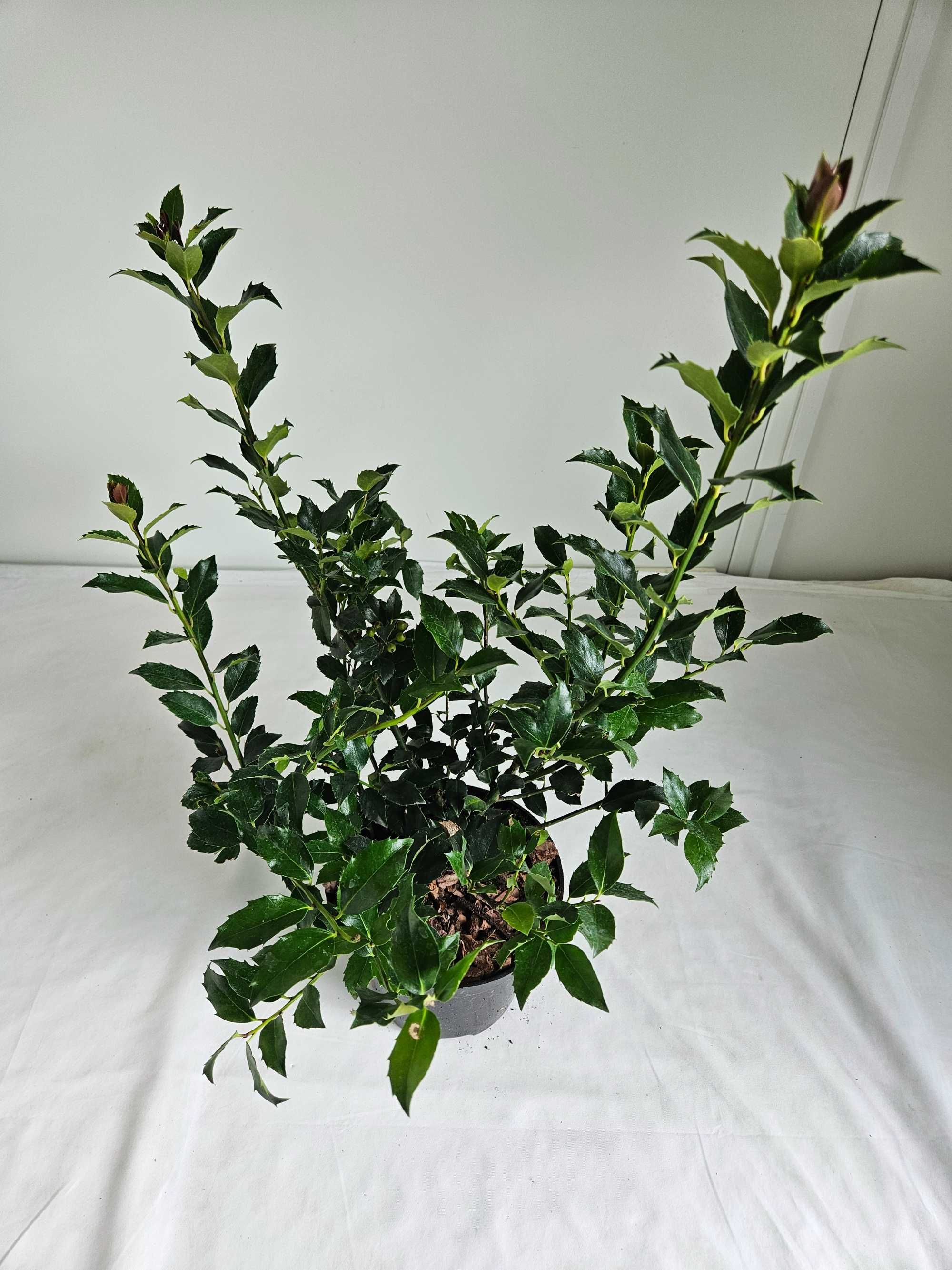 Ostrokrzew Meservy Blue Prince 70cm – ozdobny krzew liściasty C5