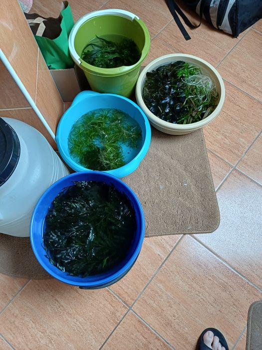 Rośliny z przycinki